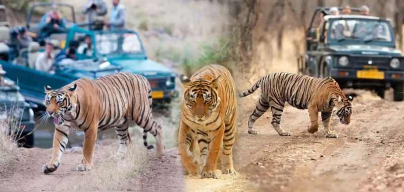 From Delhi: 5-Day Golden Triangle & Ranthambore Tiger Safari - Day 2: Agra to Ranthambore via Fatehpur Sikri