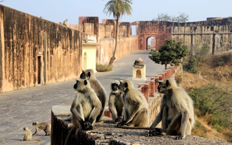 From Delhi: 5-Day Golden Triangle & Ranthambore Tiger Safari - Practical Details and Considerations