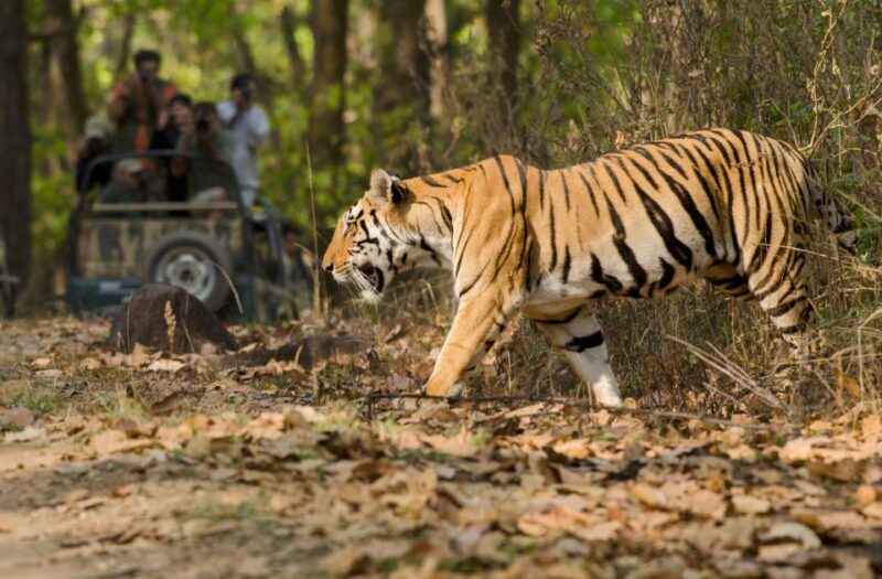 From Delhi: 5-Day Tiger Safari & Golden Triangle Tour - Who Is This Tour Best For?