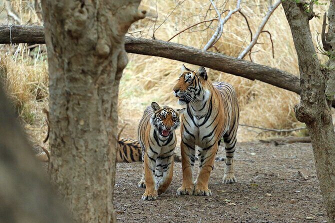 From Delhi 5 Days Private Golden Triangle Tour With Ranthambore - An In-Depth Look at the Tour Experience