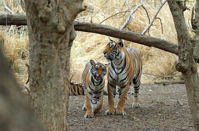 From Delhi 5 Days Private Golden Triangle Tour With Ranthambore - Frequently Asked Questions