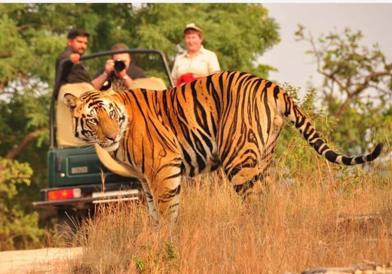 From Delhi: 6-Day Golden Triangle Tour with Ranthambore - Introduction
