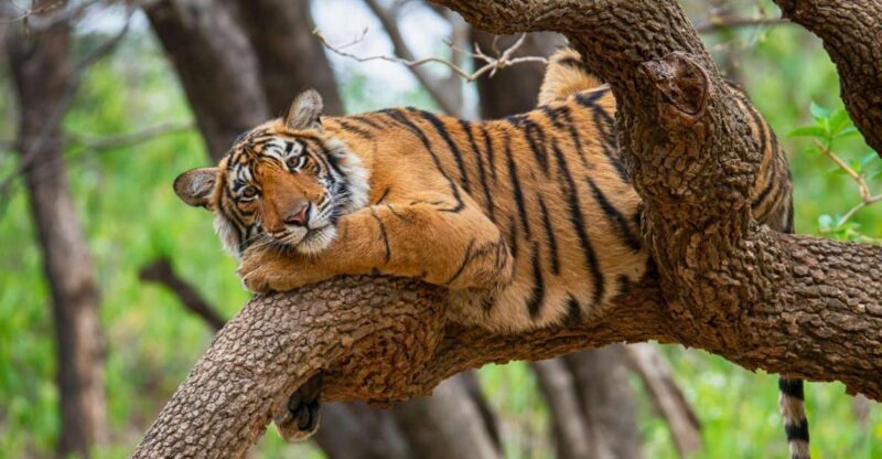 From Delhi : 6 Days Delhi, Jaipur, Agra & Ranthambore By Car - Who Would Love This Tour?