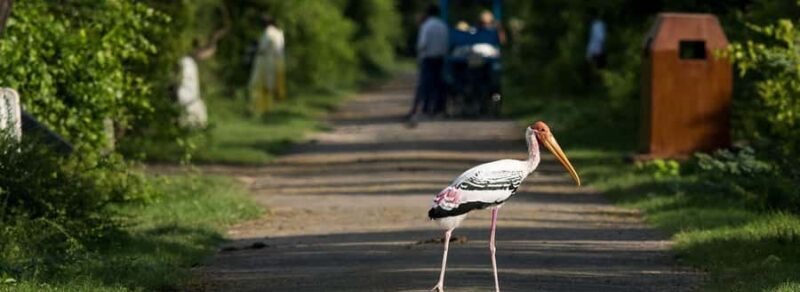 From Delhi, Agra, or Jaipur: Bharatpur Bird Sanctuary Tour - Key Points