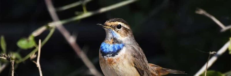 From Delhi, Agra, or Jaipur: Bharatpur Bird Sanctuary Tour - Introduction: Why this tour stands out