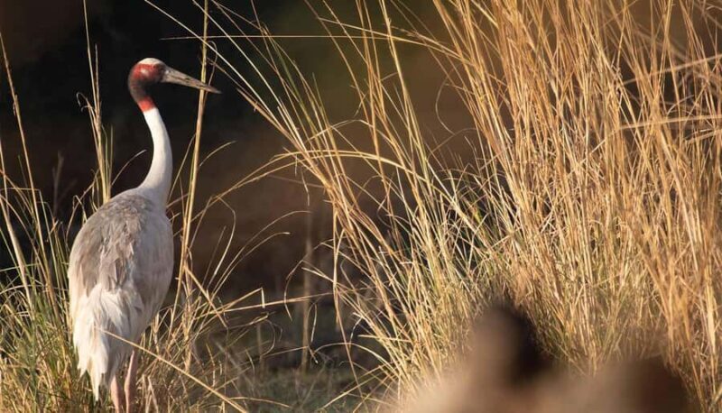 From Delhi, Agra, or Jaipur: Bharatpur Bird Sanctuary Tour - Details that matter: Transportation, timing, and guides