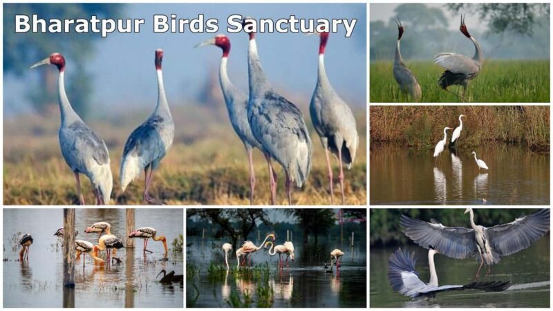 From Delhi: Bharatpur Bird Sanctuary Day Tour - Key Points