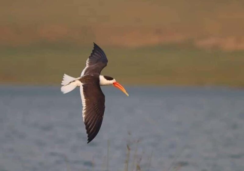 From Delhi: Chambal River Safari with Jeep and Boat Ride - Key Points  