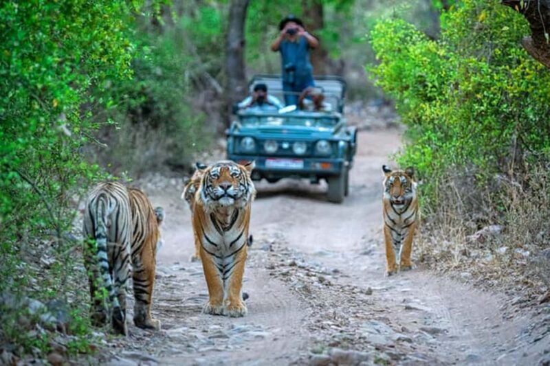 From Delhi: Delhi Ranthambore 3 Days private Tour - Key Points