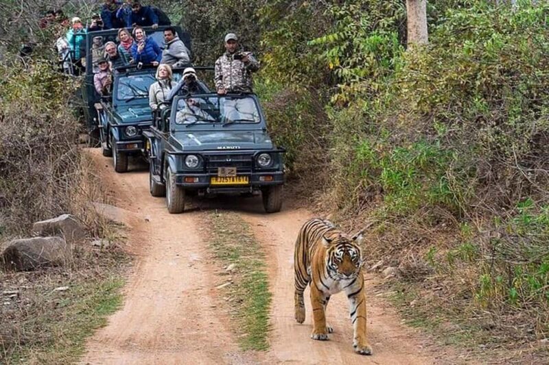 From Delhi: Delhi Ranthambore 3 Days private Tour - The Heart of the Tour: Wildlife Safaris