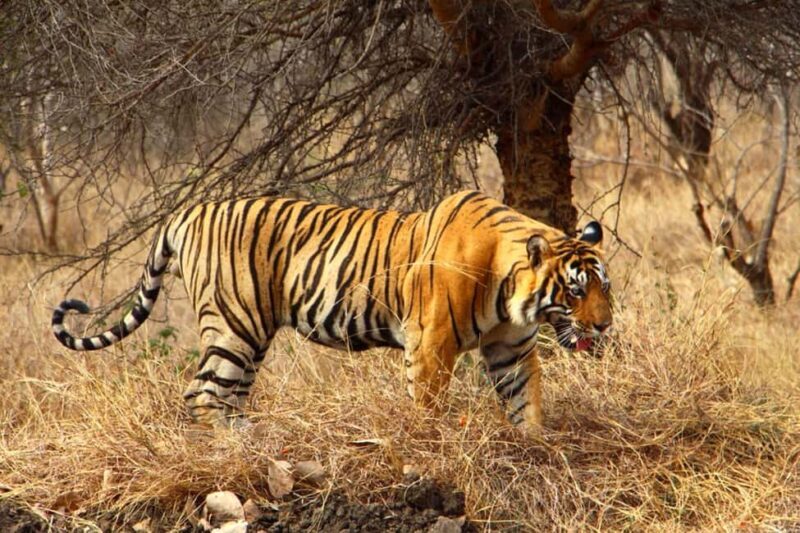 From Delhi: Delhi Ranthambore 3 Days private Tour - Cultural and Natural Highlights