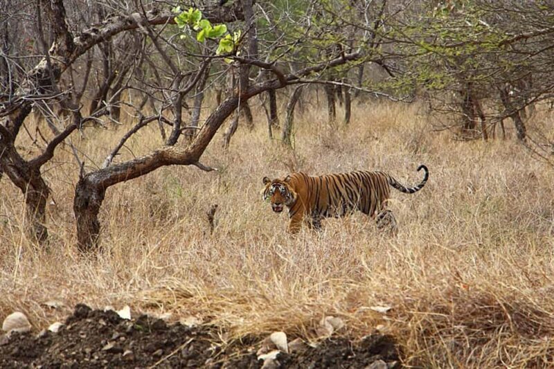 From Delhi: Delhi Ranthambore 3 Days private Tour - The Final Day: Return to Delhi