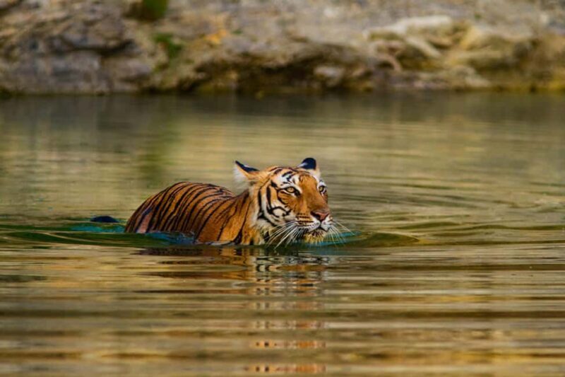 From Delhi: Delhi Ranthambore 3 Days private Tour - Is This Tour Worth It?