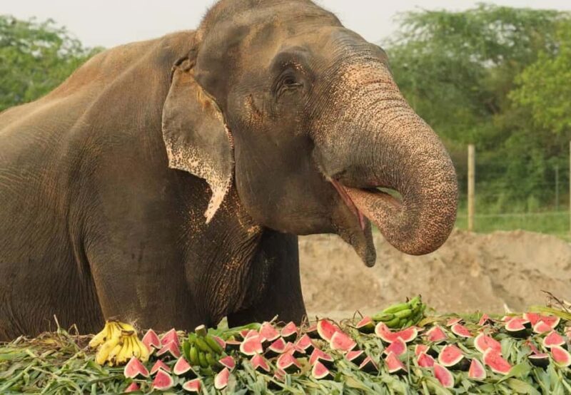 From Delhi : Elephant Conservation and Care Centre -Wildlife - Key Points
