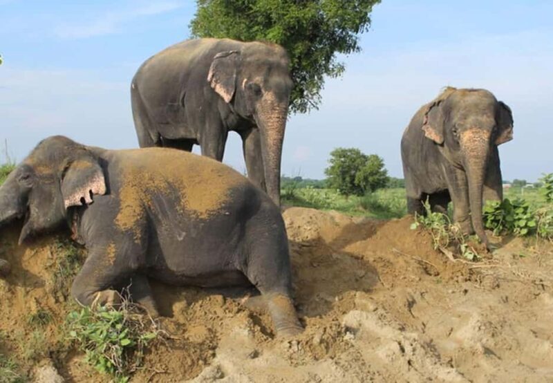 From Delhi : Elephant Conservation and Care Centre -Wildlife - The itinerary in detail
