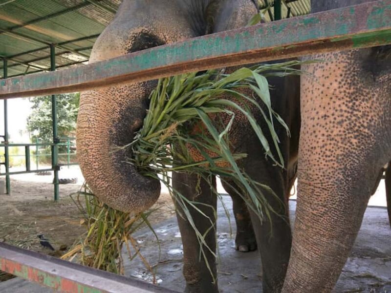From Delhi : Elephant Conservation and Care Centre -Wildlife - Experience quality and guide insights
