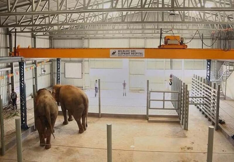 From Delhi : Elephant Conservation and Care Centre -Wildlife - Final thoughts