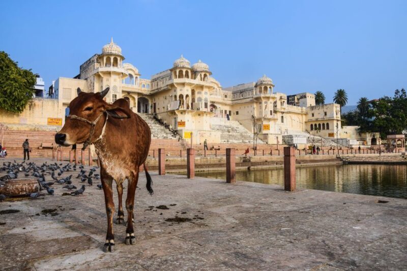 From Delhi: Full Day Jaipur City Guided Tour with Lunch - Key Points