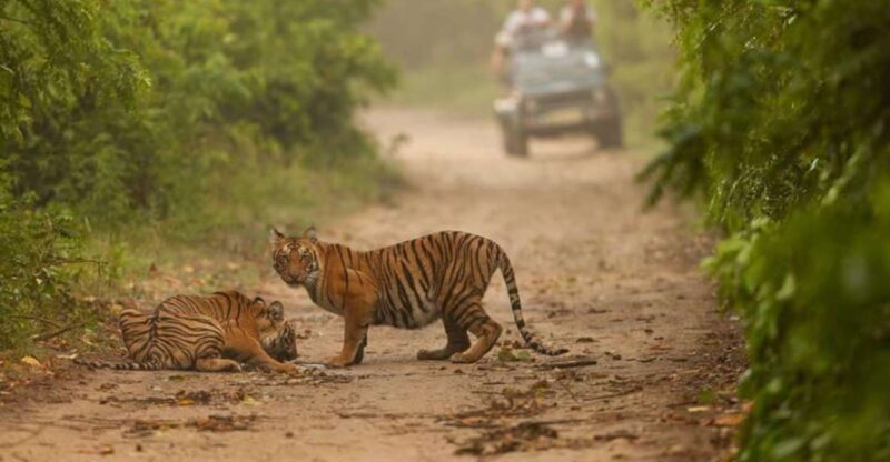 From Delhi: Golden Triangle & Ranthambore Tiger Safari 4 Day - What You Can Expect on This 4-Day Tour