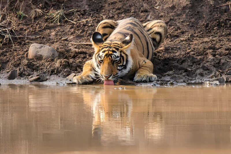 From Delhi: Golden Triangle & Ranthambore Tiger Safari 4 Day - FAQ