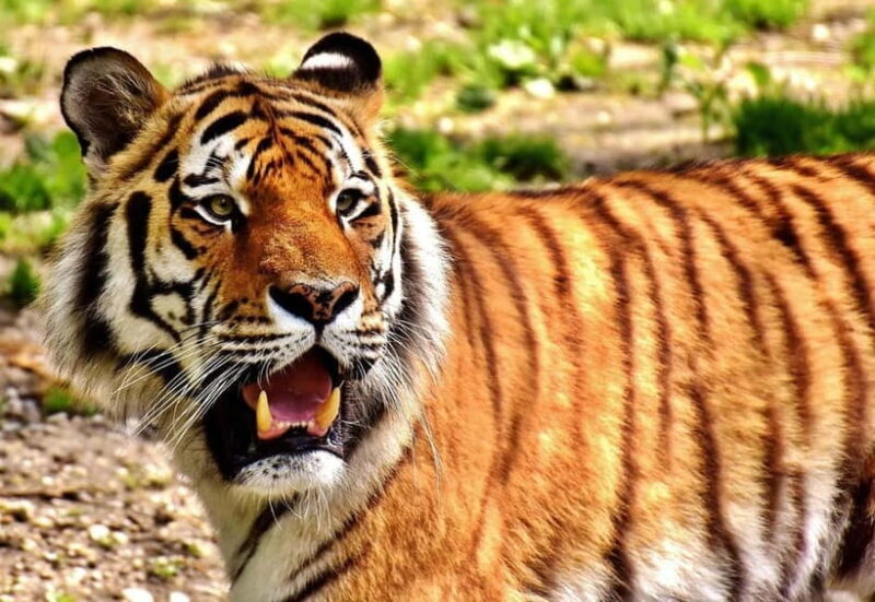 From Delhi: Golden Triangle & Ranthambore Tiger Safari Tour - Exploring the Itinerary in Detail