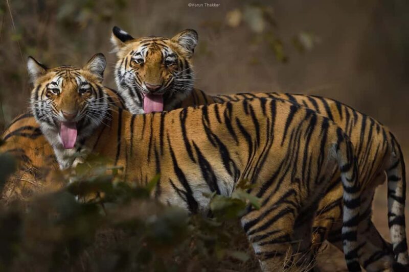From Delhi: Golden Triangle Tour with Ranthambore 6D/5N - An In-Depth Look at the 6-Day Itinerary