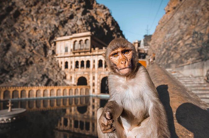 From Delhi: Jaipur city Tour with Monkey Temple by Car - The Sum Up: Who Should Consider This Tour?