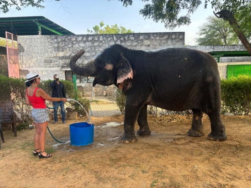 From Delhi: Jaipur Guided City Tour with Lunch - Who Should Consider This Tour?