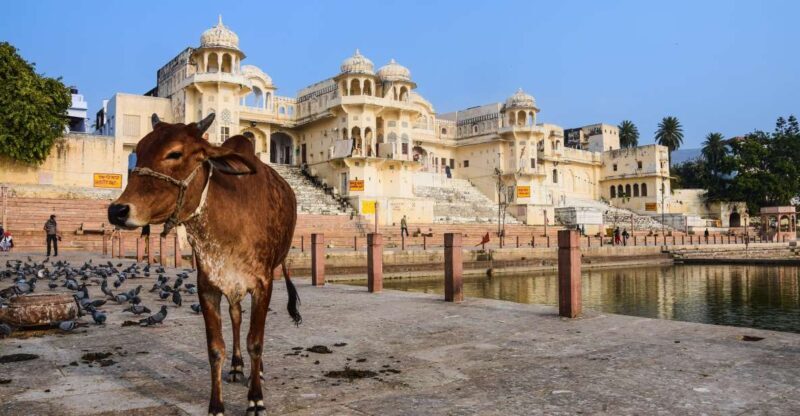 From Delhi: Jaipur Private Day Trip with Guide - A Detailed Look at the Experience