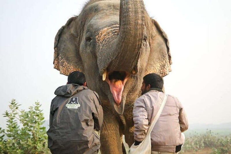 From Delhi/Jaipur: Taj Mahal & Elephant SOS Tour with Lunch - Who Is This Tour Best Suited For?