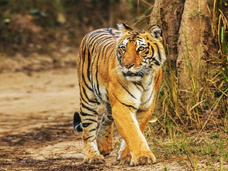 From Delhi: Jim Corbett National Park Tour by Car - Key Points