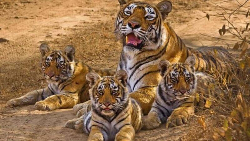 From Delhi: Khajuraho Kamasutra Temples & Panna Safari Tour - Who Will Love This Tour?