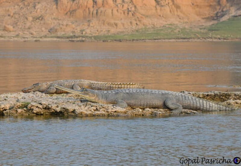 From Delhi : Private Chambal River Safari - What’s Included and What to Keep in Mind