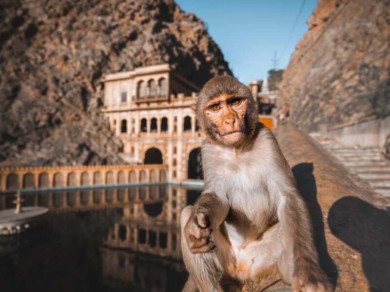 From Delhi: Private Jaipur City Tour with Monkey Temple - An In-Depth Look at the Experience