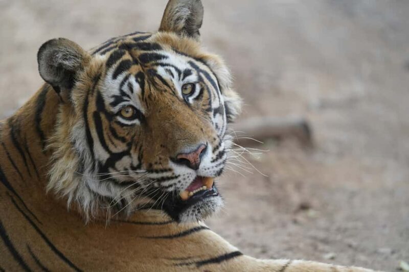 From Delhi: Ranthambore Tiger Safari with Accommodation - The Itinerary Breakdown