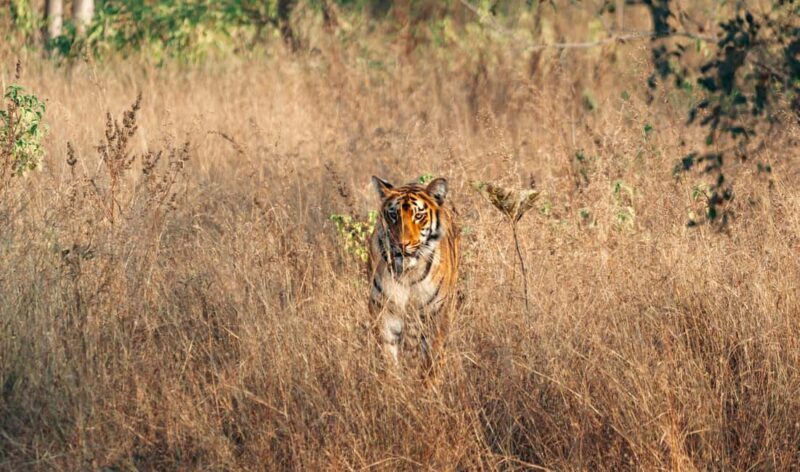 From Delhi: Ranthambore Tiger Safari with Accommodation - Final Thoughts