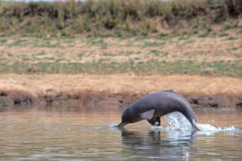 From Delhi: Same Day Taj Mahal tour with Chambal Safari - Key Points