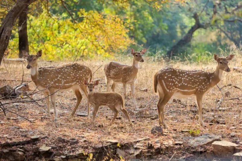 From Delhi: Sariska Wildlife Safari with Private Car - A Practical Look at the From Delhi: Sariska Wildlife Safari with Private Car