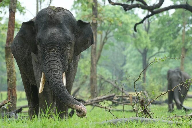 From Delhi: Sunrise Taj Mahal Tour With Elephant Conservation - FAQ