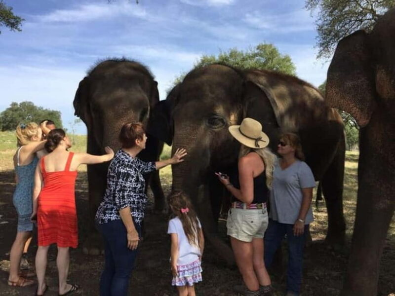 From Delhi: Sunrise Taj Mahal Tour With Elephant SOS - Key Points