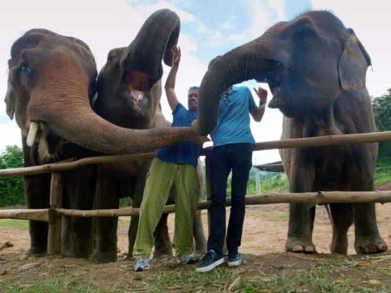 From Delhi: Sunrise Taj Mahal Tour With Elephant SOS - Final Words