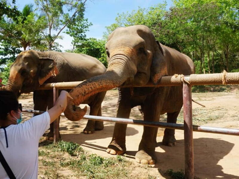 From Delhi: Taj Mahal, Agra Fort & Elephant Rescue Tour - Key Points