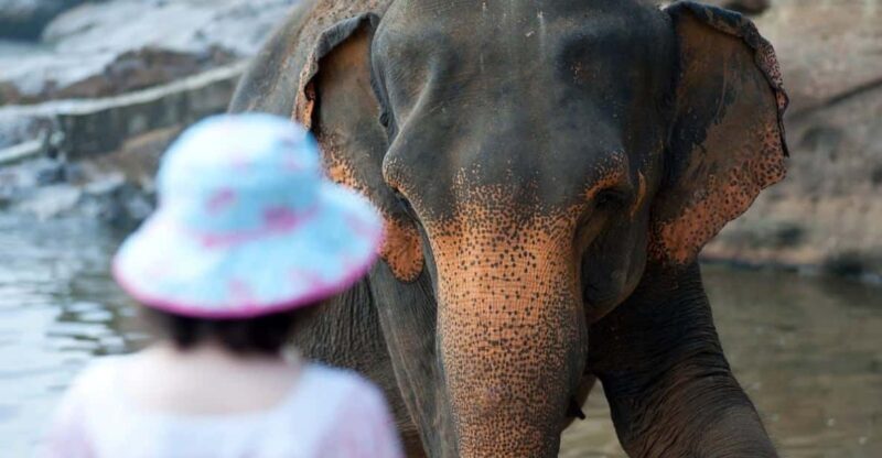 From Delhi: Taj Mahal, Agra Fort & Elephant Sanctuary Tour - Key Points