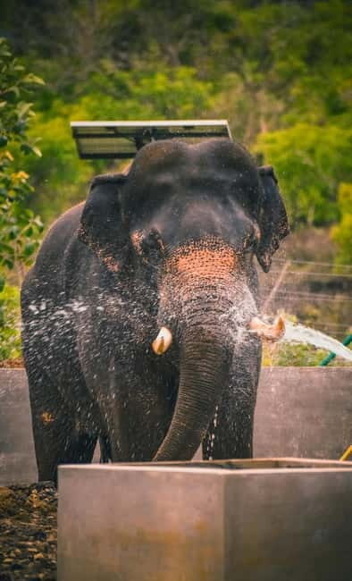 From Delhi: Taj Mahal & Agra Tour & Elephant SOS & 5*Lunch - Who Would Love This Experience?