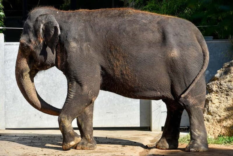 From Delhi: Taj Mahal & Agra Tour & Elephant SOS & 5*Lunch - Final Thoughts