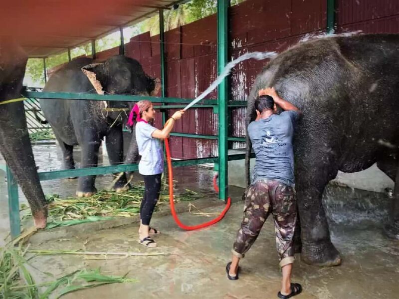 From Delhi: Taj Mahal & Agra Tour with Elephant Wildlife SOS - Who Is This Tour Best For?