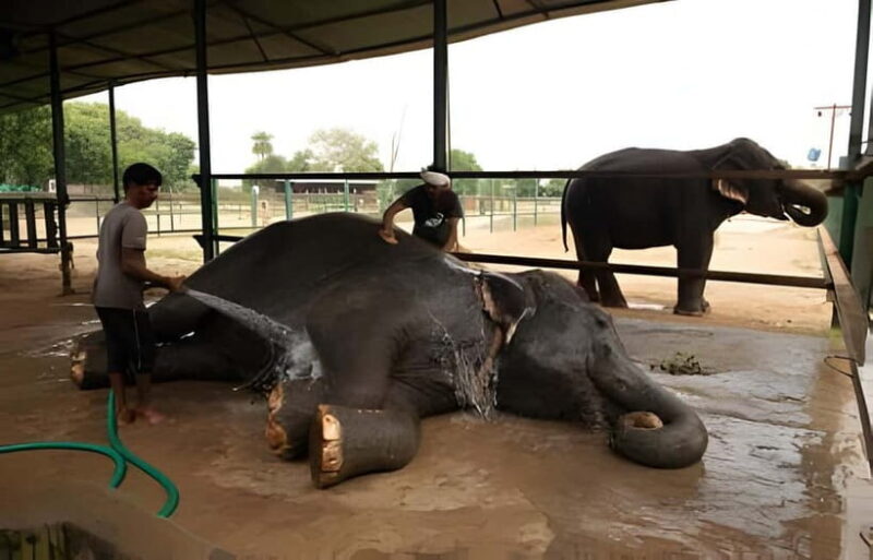 From Delhi: Taj Mahal, Elephant & Bear Wildlife Tour By Car - Key Points