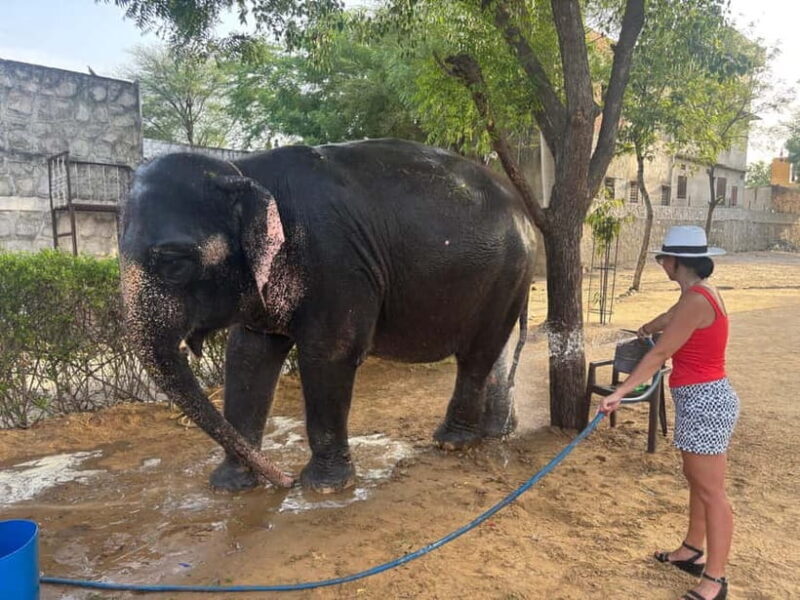 From Delhi: Taj Mahal Sunrise and Elephant Conservation Tour - The Itinerary in Detail