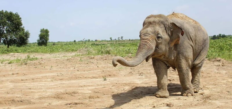 From Delhi: Taj Mahal Sunrise and Elephant Conservation Tour - Final Thoughts: Who Is This Tour Best For?  