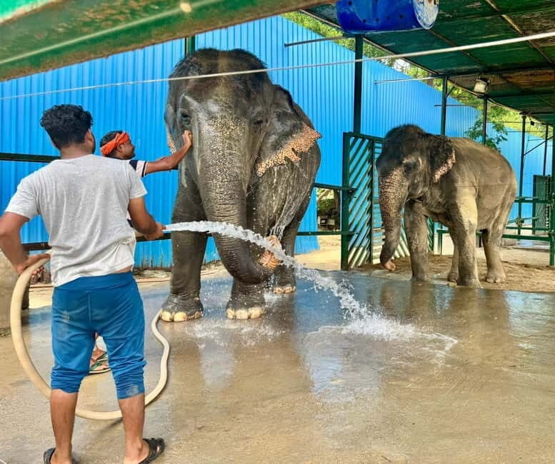 From Delhi: Taj Mahal Sunrise & Elephant Conservation by Car - Key Points